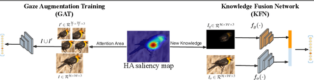Figure 1 for Human Attention in Fine-grained Classification