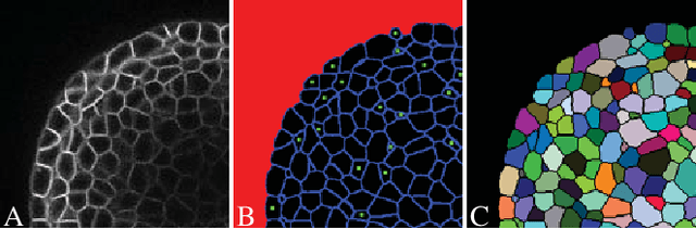 Figure 1 for CNN-based Preprocessing to Optimize Watershed-based Cell Segmentation in 3D Confocal Microscopy Images