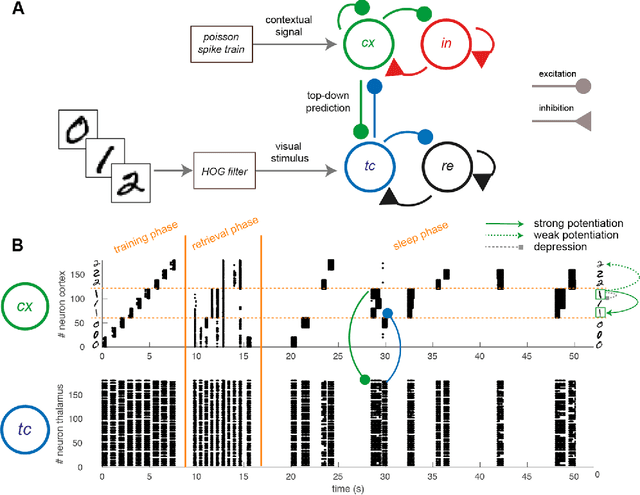 Figure 1 for Sleep-like slow oscillations induce hierarchical memory association and synaptic homeostasis in thalamo-cortical simulations