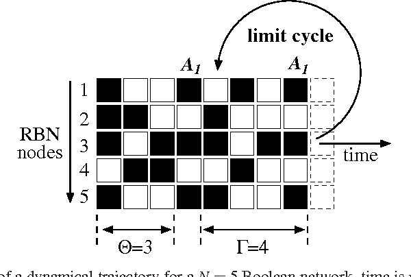 Figure 3 for Self-organized criticality and adaptation in discrete dynamical networks