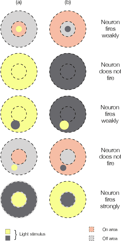 Figure 3 for On-Off Center-Surround Receptive Fields for Accurate and Robust Image Classification
