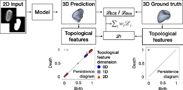 Figure 1 for Capturing Shape Information with Multi-Scale Topological Loss Terms for 3D Reconstruction