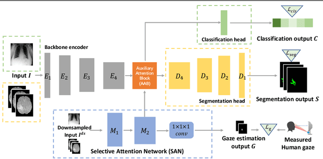 Figure 1 for Leveraging Human Selective Attention for Medical Image Analysis with Limited Training Data
