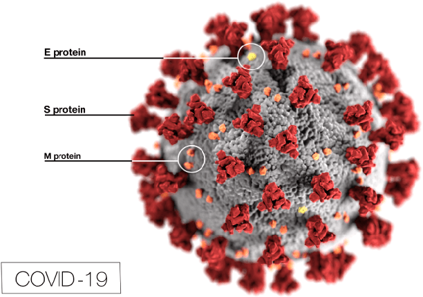 Figure 1 for Automatic Detection of Coronavirus Disease (COVID-19) in X-ray and CT Images: A Machine Learning-Based Approach
