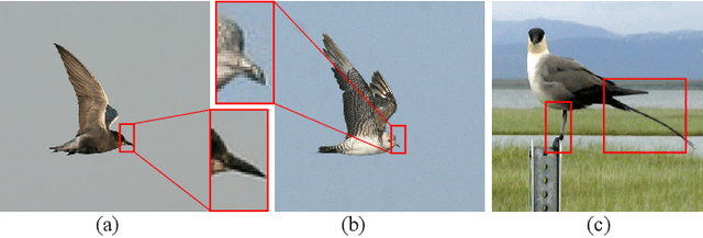 Figure 1 for Transformer with Peak Suppression and Knowledge Guidance for Fine-grained Image Recognition