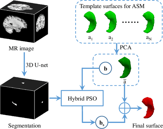 Figure 1 for Automatic hippocampal surface generation via 3D U-net and active shape modeling with hybrid particle swarm optimization