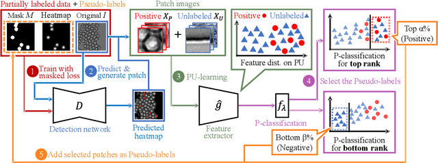 Figure 1 for Cell Detection from Imperfect Annotation by Pseudo Label Selection Using P-classification