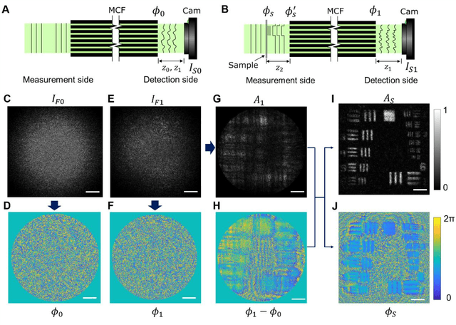 Figure 1 for Quantitative phase imaging through an ultra-thin lensless fiber endoscope