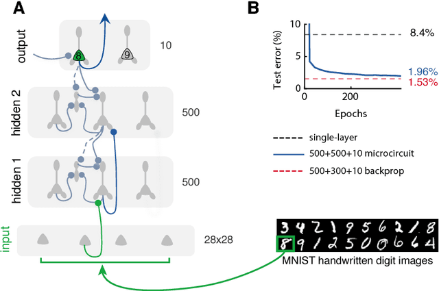 Figure 4 for Dendritic error backpropagation in deep cortical microcircuits