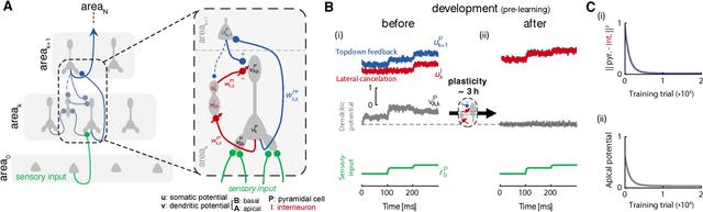 Figure 1 for Dendritic error backpropagation in deep cortical microcircuits