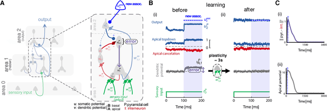 Figure 2 for Dendritic error backpropagation in deep cortical microcircuits