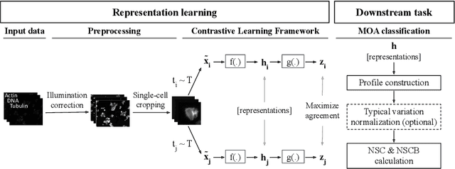 Figure 1 for Contrastive Learning of Single-Cell Phenotypic Representations for Treatment Classification