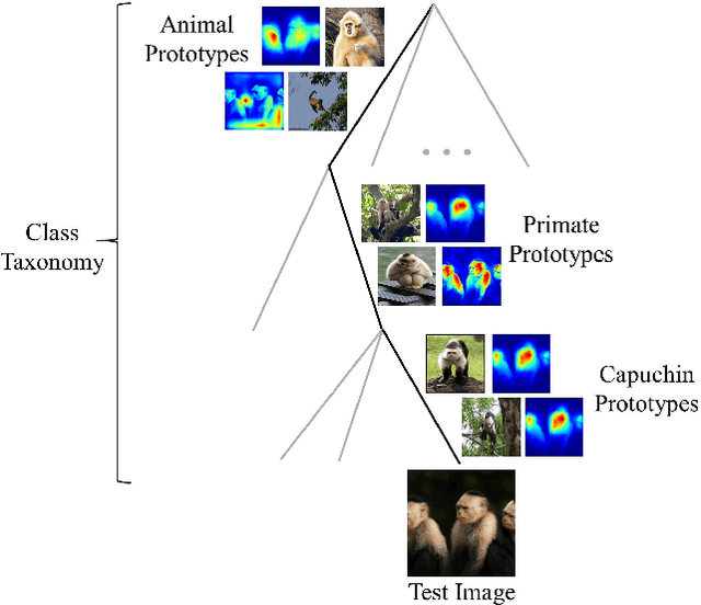 Figure 1 for Interpretable Image Recognition with Hierarchical Prototypes