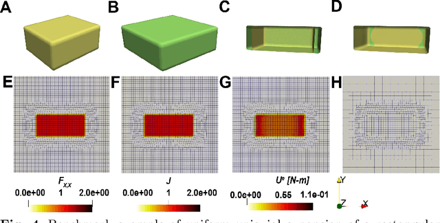 Figure 4 for PDE-constrained shape registration to characterize biological growth and morphogenesis from imaging data