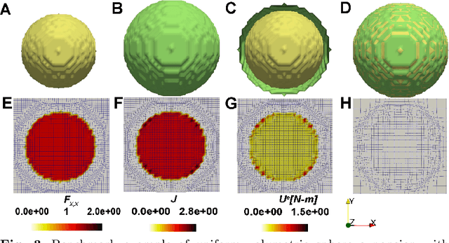 Figure 3 for PDE-constrained shape registration to characterize biological growth and morphogenesis from imaging data
