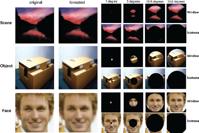 Figure 1 for Modeling the Contribution of Central Versus Peripheral Vision in Scene, Object, and Face Recognition