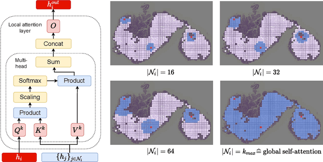 Figure 3 for Local Attention Graph-based Transformer for Multi-target Genetic Alteration Prediction