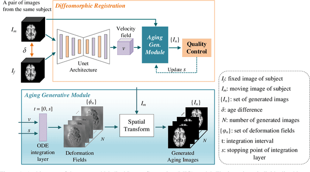Figure 1 for Generative Aging of Brain Images with Diffeomorphic Registration