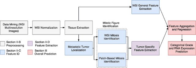 Figure 1 for Deep Learning Assessment of Tumor Proliferation in Breast Cancer Histological Images