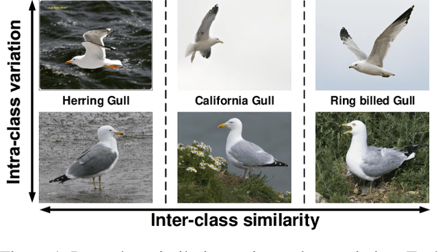 Figure 1 for Fine-Grained Visual Recognition with Batch Confusion Norm