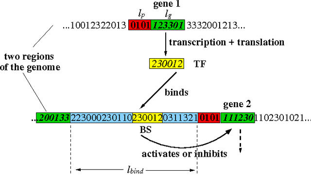 Figure 1 for Emergent Network Structure, evolvable Robustness and non-linear Effects of Point Mutations in an Artificial Genome Model