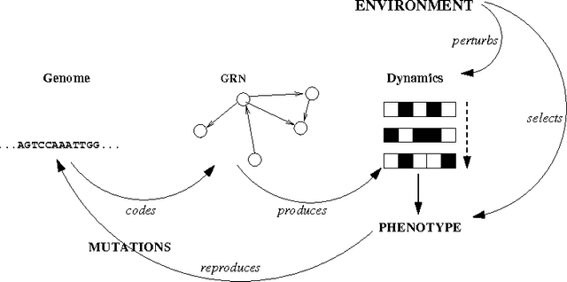 Figure 4 for Emergent Network Structure, evolvable Robustness and non-linear Effects of Point Mutations in an Artificial Genome Model