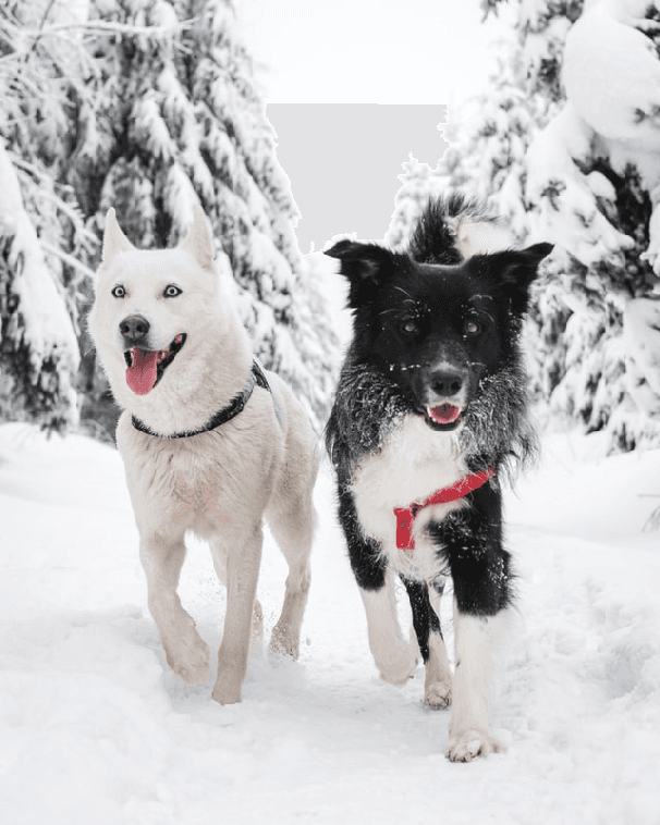 Figure 4 for Contrastive Language-Image Pre-training for the Italian Language