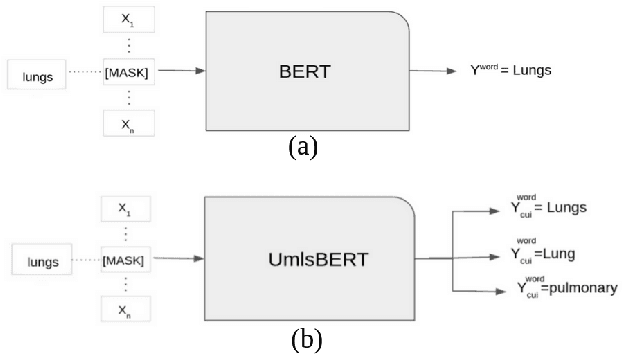 Figure 3 for UmlsBERT: Clinical Domain Knowledge Augmentation of Contextual Embeddings Using the Unified Medical Language System Metathesaurus
