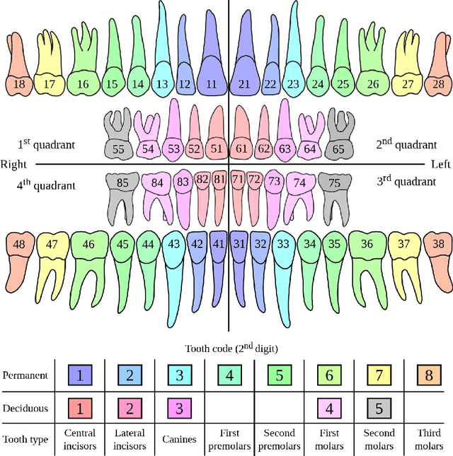 Figure 3 for OdontoAI: A human-in-the-loop labeled data set and an online platform to boost research on dental panoramic radiographs