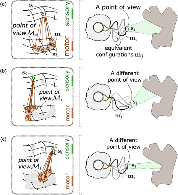 Figure 4 for Discovering space - Grounding spatial topology and metric regularity in a naive agent's sensorimotor experience