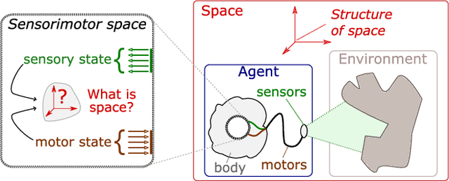 Figure 1 for Discovering space - Grounding spatial topology and metric regularity in a naive agent's sensorimotor experience