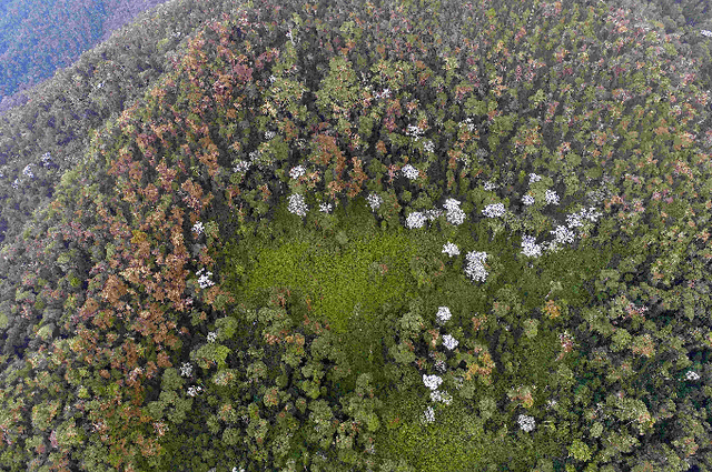 Figure 1 for Machine Learning-based Estimation of Forest Carbon Stocks to increase Transparency of Forest Preservation Efforts