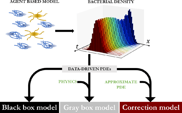 Figure 1 for Learning black- and gray-box chemotactic PDEs/closures from agent based Monte Carlo simulation data