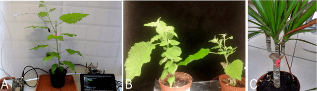 Figure 1 for Flora robotica -- An Architectural System Combining Living Natural Plants and Distributed Robots