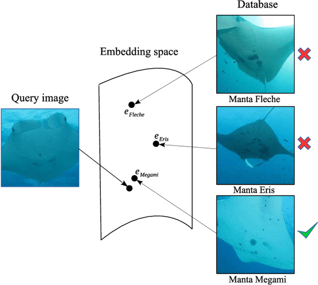 Figure 1 for Robust Re-identification of Manta Rays from Natural Markings by Learning Pose Invariant Embeddings