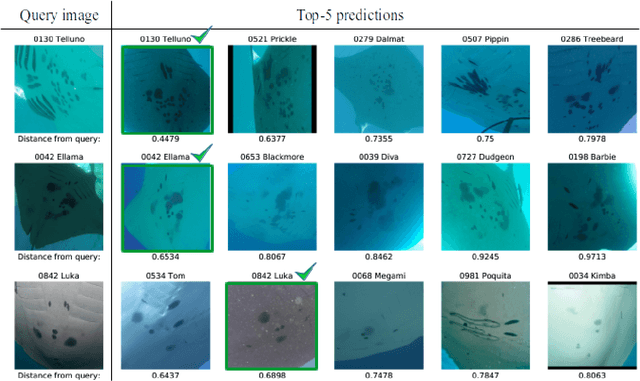 Figure 3 for Robust Re-identification of Manta Rays from Natural Markings by Learning Pose Invariant Embeddings