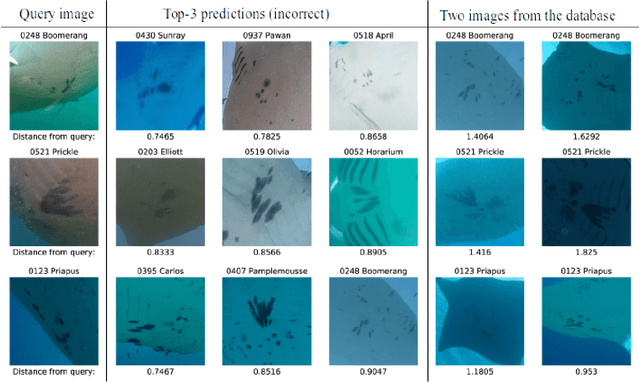 Figure 4 for Robust Re-identification of Manta Rays from Natural Markings by Learning Pose Invariant Embeddings