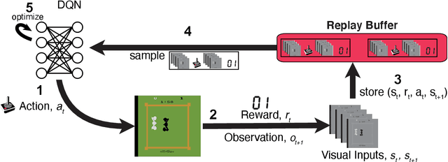 Figure 2 for Learning offline: memory replay in biological and artificial reinforcement learning
