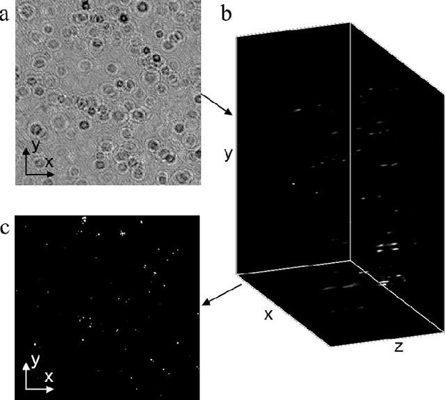 Figure 4 for Design and Experiments with a Robot-Driven Underwater Holographic Microscope for Low-Cost In Situ Particle Measurements