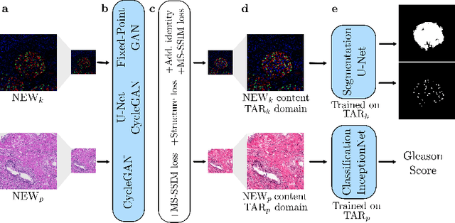 Figure 1 for Deep learning-based bias transfer for overcoming laboratory differences of microscopic images