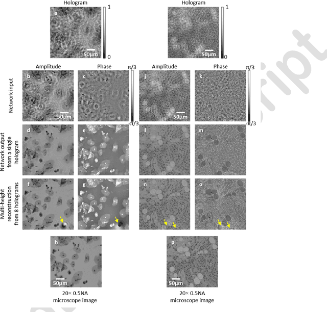 Figure 3 for Phase recovery and holographic image reconstruction using deep learning in neural networks