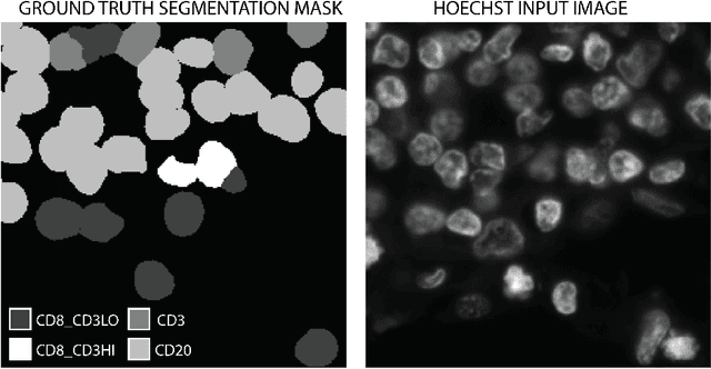 Figure 1 for Hoechst Is All You Need: Lymphocyte Classification with Deep Learning
