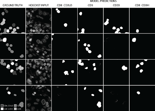 Figure 4 for Hoechst Is All You Need: LymphocyteClassification with Deep Learning