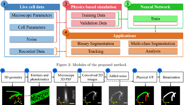 Figure 3 for Simulation-supervised deep learning for analysing organelles states and behaviour in living cells