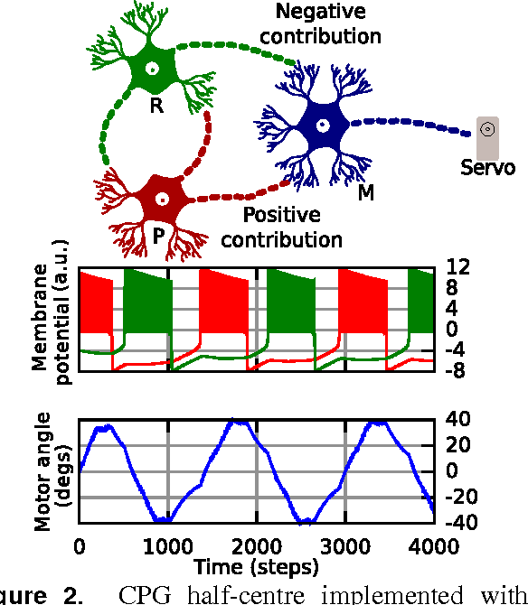 Figure 2 for Central Pattern Generators for the control of robotic systems