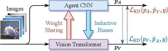 Figure 1 for Bootstrapping ViTs: Towards Liberating Vision Transformers from Pre-training