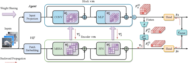 Figure 3 for Bootstrapping ViTs: Towards Liberating Vision Transformers from Pre-training