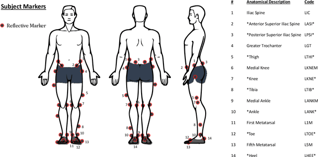 Figure 3 for Lower-limb kinematics and kinetics during continuously varying human locomotion