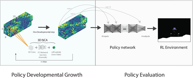 Figure 1 for HyperNCA: Growing Developmental Networks with Neural Cellular Automata