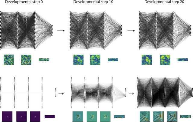 Figure 3 for HyperNCA: Growing Developmental Networks with Neural Cellular Automata